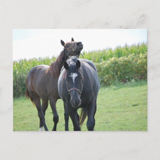 Pferdeliebhaber Postkarte (Vorderseite)