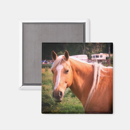 Pferdemagnet Magnet (Vorderseite/Rückseite)
