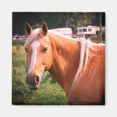 Pferdemagnet Magnet (Vorne)