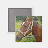 Pferdemagnet Magnet (Vorderseite/Rückseite)