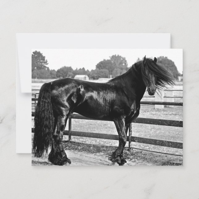 Pferdemodellierung (Vorderseite)