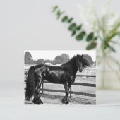 Pferdemodellierung Postkarte (Stehend Vorderseite)