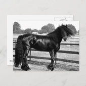 Pferdemodellierung Postkarte (Vorne/Hinten)