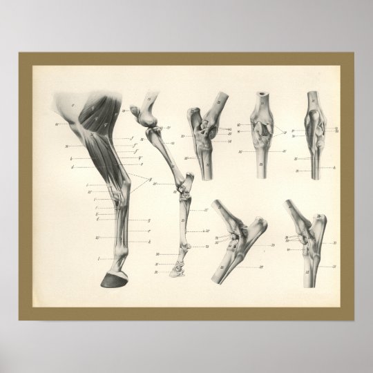 Pferdemuskel Bein Knochen Gelenk Anatomie Druck Poster Zazzle De