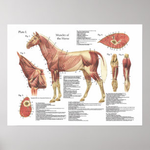 Pferdemuskel-Hals-Schulter-Anatomie-Diagramm Poster