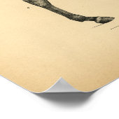 Pferdemuskelanatomie 1908 Vintag drucken Poster (Ecke)