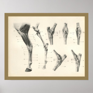 Pferdemuskeln Beinknochen Gelenke Anatomie Druck Poster