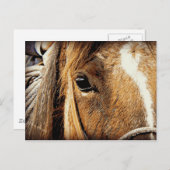 Pferdenahes hohes postkarte (Vorne/Hinten)
