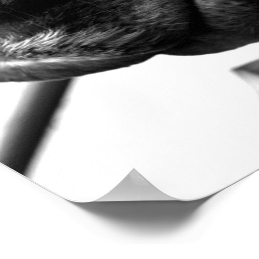 Pferdenase Poster (Ecke)