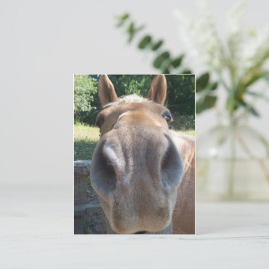 Pferdenase Postkarte (Stehend Vorderseite)