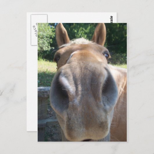 Pferdenase Postkarte (Vorne/Hinten)