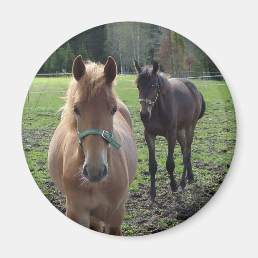 Pferdenmagnet Magnet (Vorne)