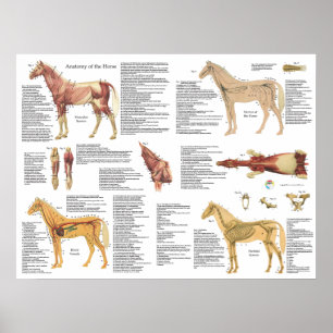 Pferdepferdeartige Anatomie Muscles Skeleton Poster