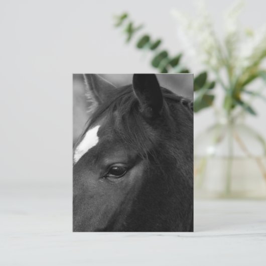 Pferdepkna Postkarte (Stehend Vorderseite)