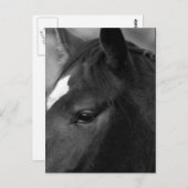 Pferdepkna Postkarte (Vorne/Hinten)