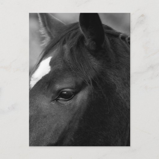 Pferdepkna Postkarte (Vorderseite)