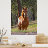 Pferdeplakat Poster (Küche)