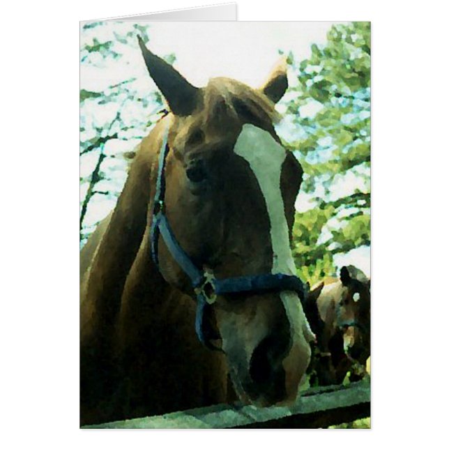 Pferdeportrait (Vorne)