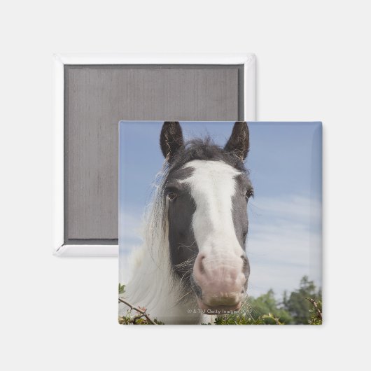 Pferdeportrait Clydesdale Magnet (Vorderseite/Rückseite)