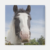 Pferdeportrait Clydesdale Magnet (Vorne)