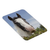 Pferdeportrait Clydesdale Magnet (Rechte Seite)