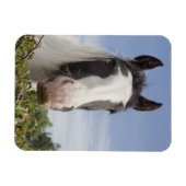 Pferdeportrait Clydesdale Magnet (Horizontal)