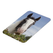 Pferdeportrait Clydesdale Magnet (Linke Seite)