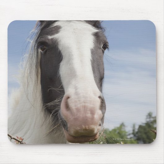 Pferdeportrait Clydesdale Mousepad (Vorne)