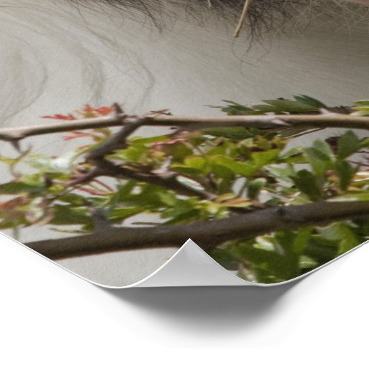 Pferdeportrait Clydesdale Poster (Ecke)