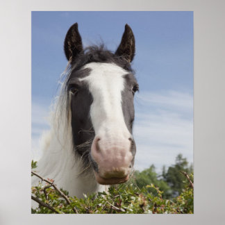 Pferdeportrait Clydesdale Poster
