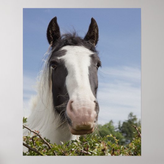 Pferdeportrait Clydesdale Poster (Vorne)