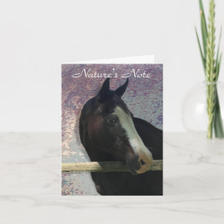 PFERDEPORTRAIT FOTO TIERKARTE