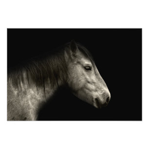 Pferdeportrait Fotodruck