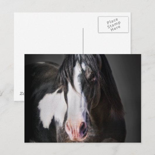 Pferdeportrait II Postkarte (Vorne/Hinten)
