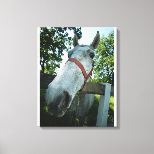 Pferdeportrait Leinwanddruck (Vorderseite)