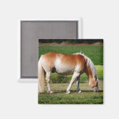 Pferdeportrait Magnet (Vorderseite/Rückseite)