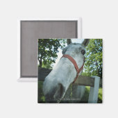 Pferdeportrait Magnet (Vorderseite/Rückseite)