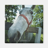 Pferdeportrait Magnet (Vorne)