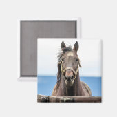 Pferdeportrait Magnet (Vorderseite/Rückseite)