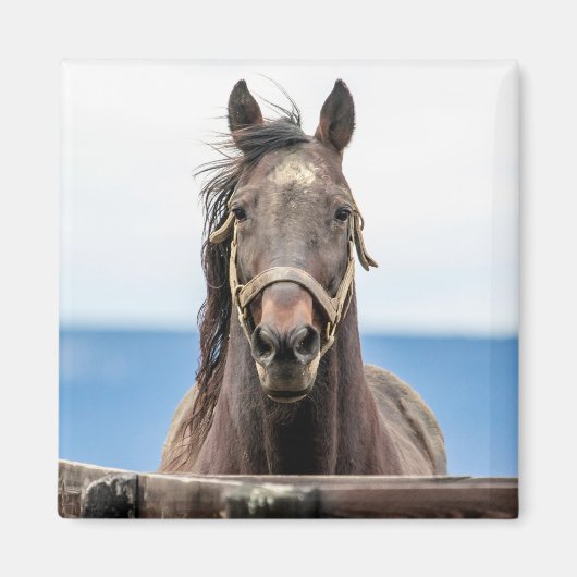 Pferdeportrait Magnet (Vorne)