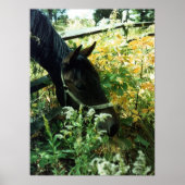 Pferdeportrait Poster (Vorne)