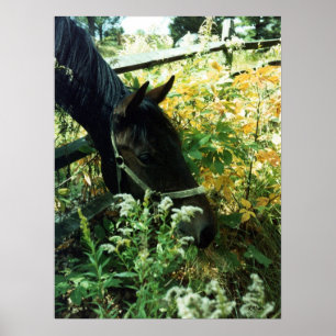 Pferdeportrait Poster