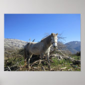 Pferdeportrait Poster (Vorne)