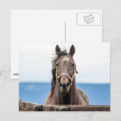 Pferdeportrait Postkarte (Vorne/Hinten)