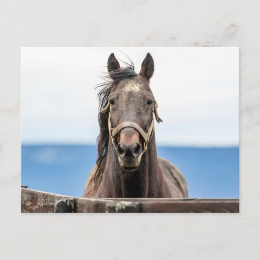 Pferdeportrait Postkarte (Vorderseite)