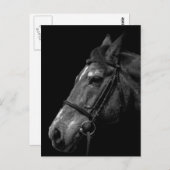 Pferdeportrait - Postkarte (Vorne/Hinten)