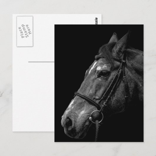 Pferdeportrait - Postkarte (Vorne/Hinten)