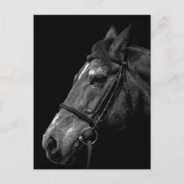 Pferdeportrait - Postkarte