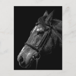 Pferdeportrait - Postkarte