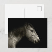 Pferdeportrait Postkarte (Vorne/Hinten)